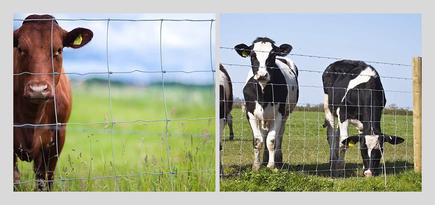 Field Cattle Fnece application Field Cattle Fnece application